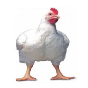 مرغ زنده فی کیلو